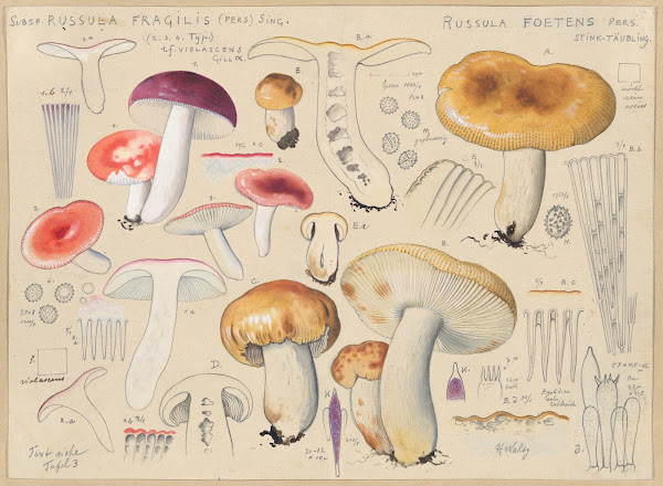 Subsp russula fragilis Pers Sing Russula foetens Pers 1915 1945