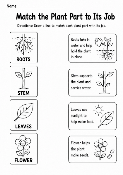 Match the Plant Part to Its Job