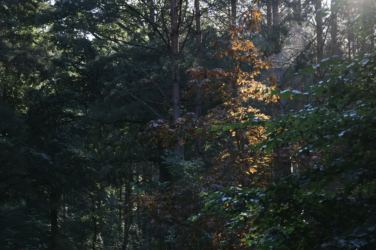 Golden Sunlight On Forest Leaves - Nature Photography 5K Wallpaper (6000x4000)
