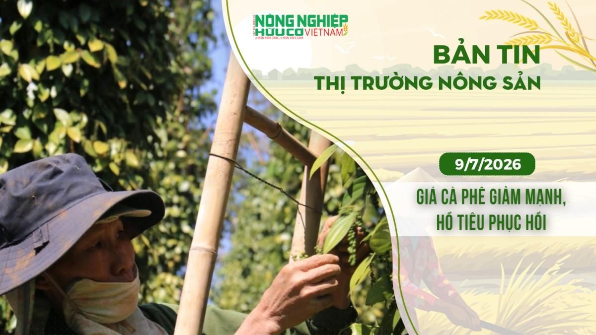Thị trường nông sản 9/7/2026: Giá cà phê giảm mạnh, hồ tiêu phục hồi - Nông nghiệp Hữu cơ Việt Nam