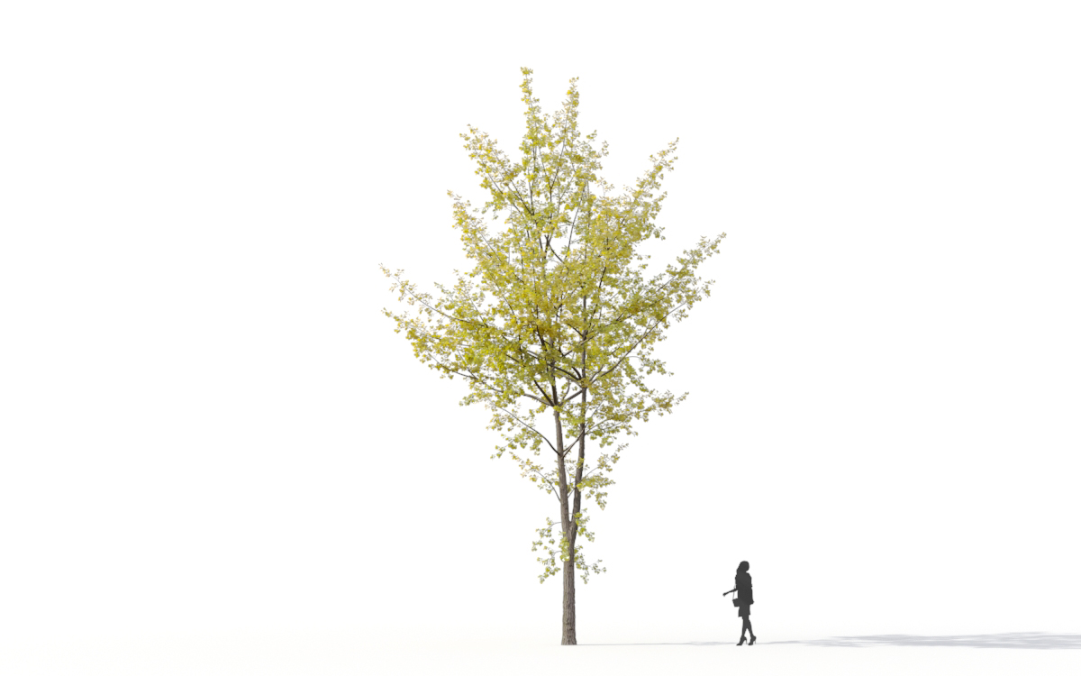 Maxtree - Plant Models Vol.11