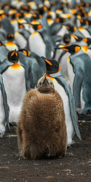 King Penguins, Penguin Colony, Wildlife Photography, Bird Photography 5K Wallpaper Background