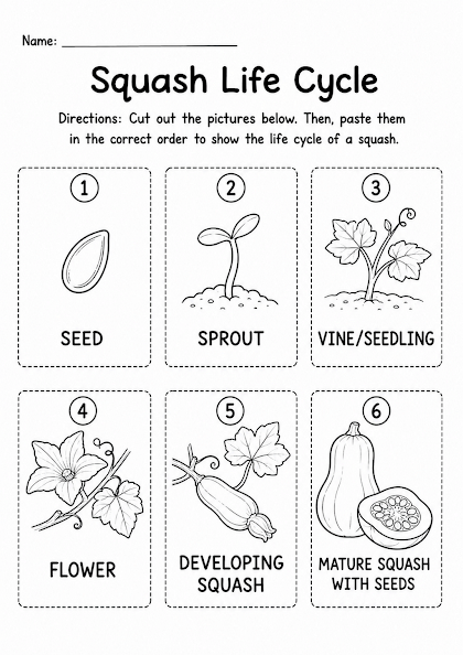Squash Life Cycle Worksheet