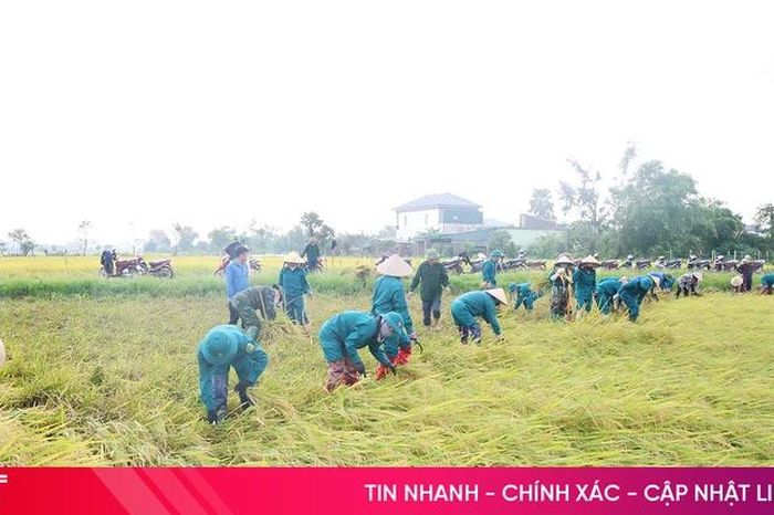 Chung tay hỗ trợ nông dân thu hoạch lúa xuân bị đổ ngã - Báo Hà Tĩnh