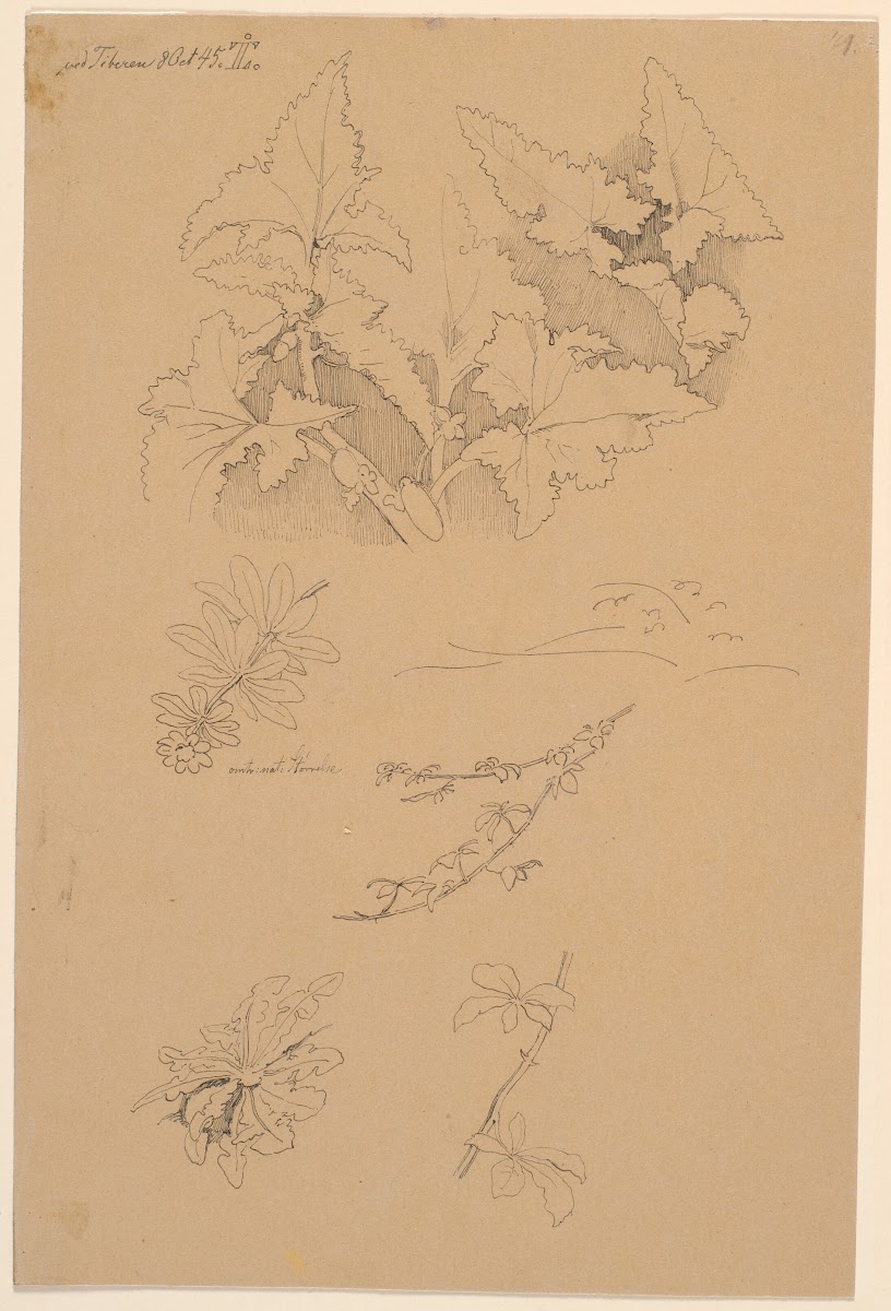 Blad  og blomsterstudier 1845