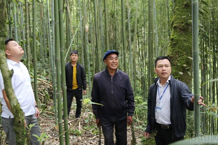 Ngũ Chỉ Sơn: Khai thác giá trị kép từ 'lá chắn xanh' giữ đất - Báo Lào Cai