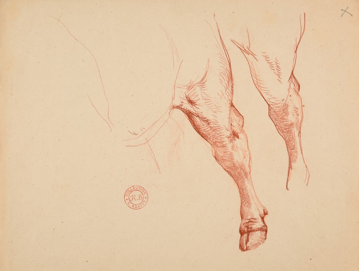 Étude de pattes de bovidé