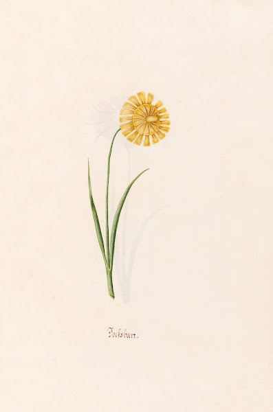 Bocksbart 1692