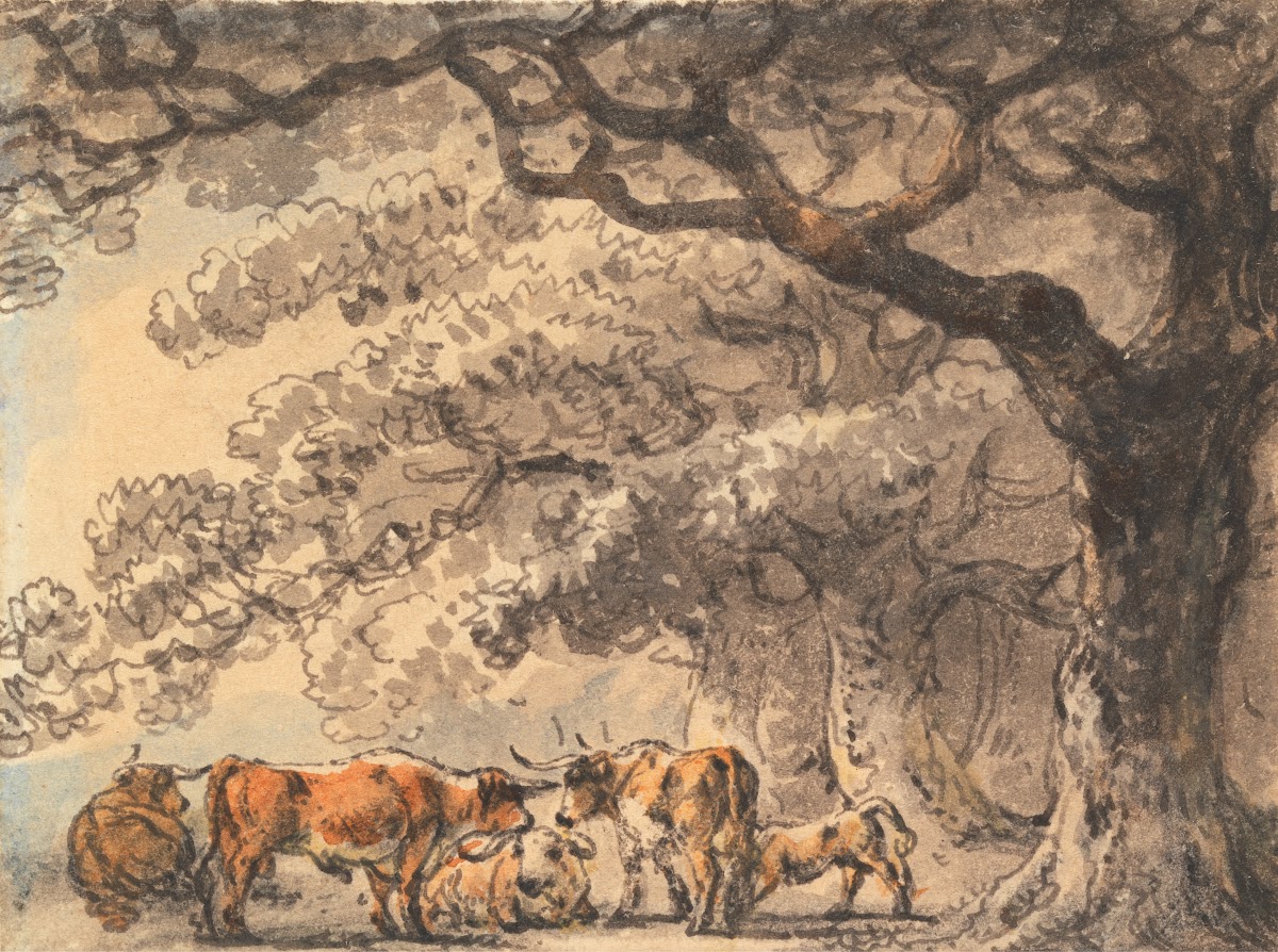 Shelter for Cattle