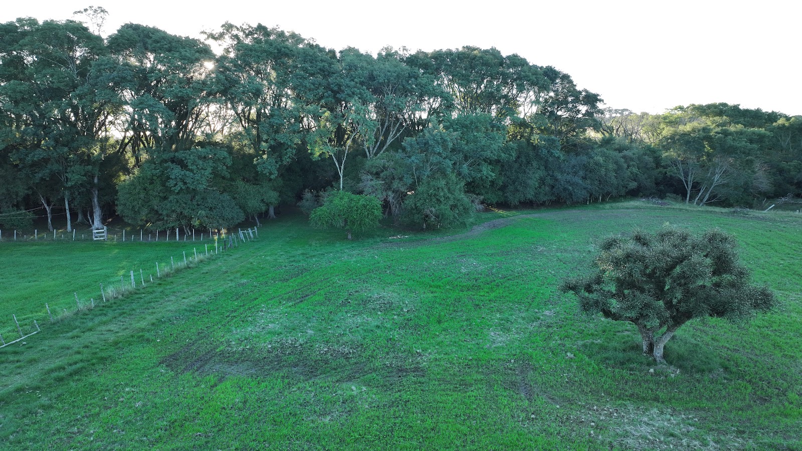 Bosque do sítio