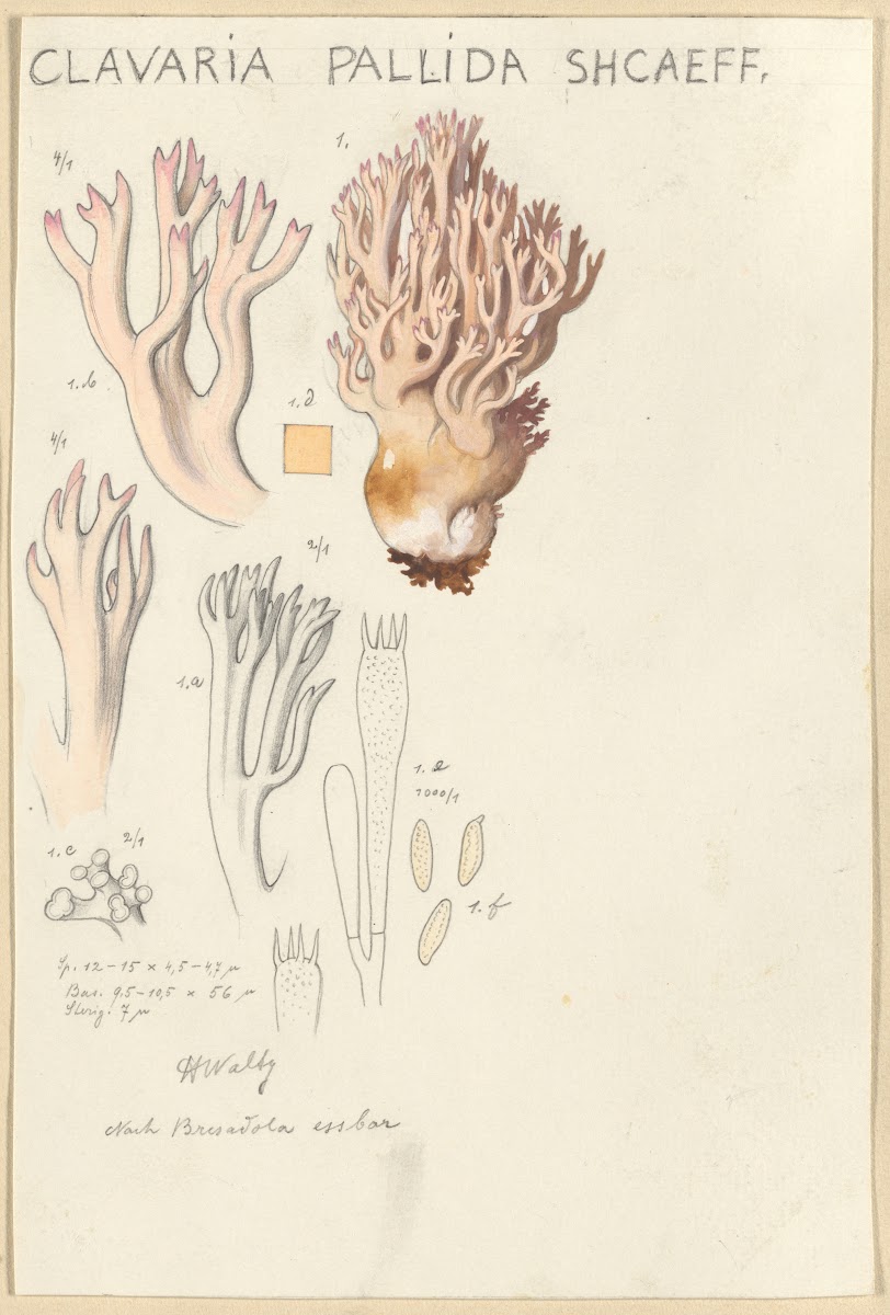 Clavaria pallida Shcaeff 1915 1945