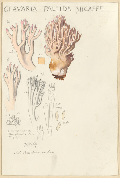Clavaria pallida Shcaeff 1915 1945