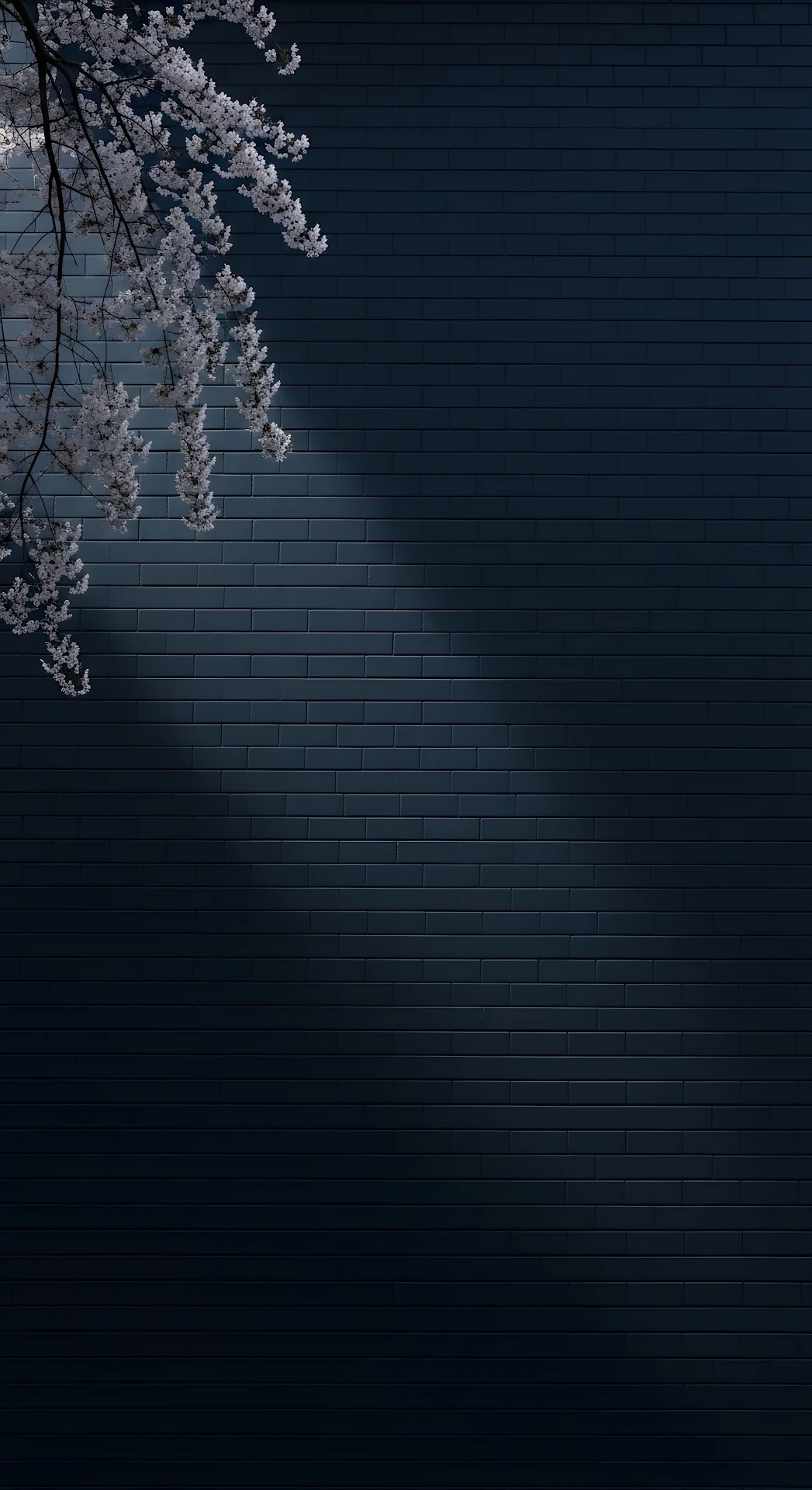 White Cherry Blossoms Against Dark Navy Brick Wall Texture - Free 4K mobile Wallpaper