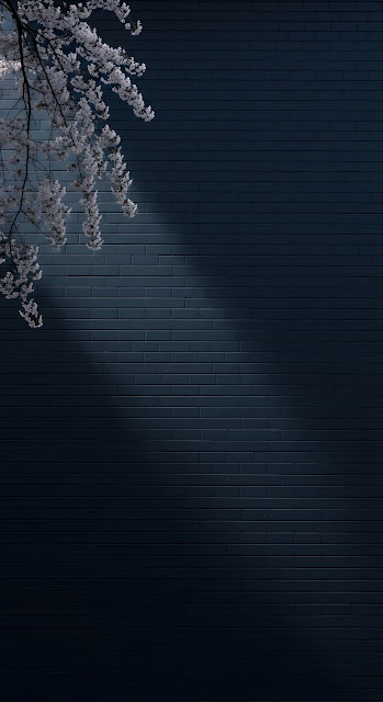 White Cherry Blossoms Against Dark Navy Brick Wall Texture - Free mobile Wallpaper