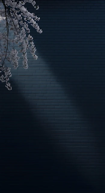 White Cherry Blossoms Against Dark Navy Brick Wall Texture