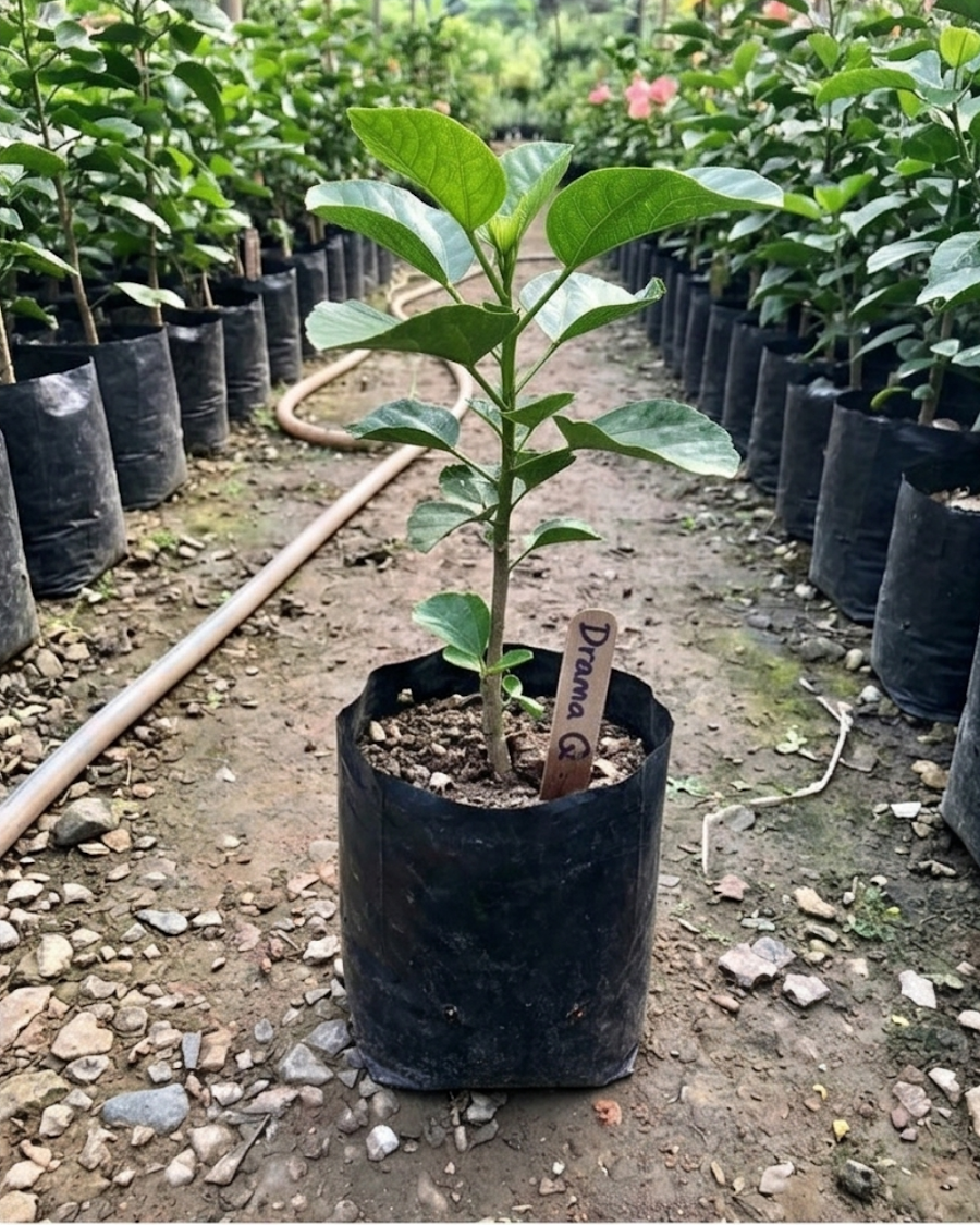 Hibiscus Drama Queen — view 2