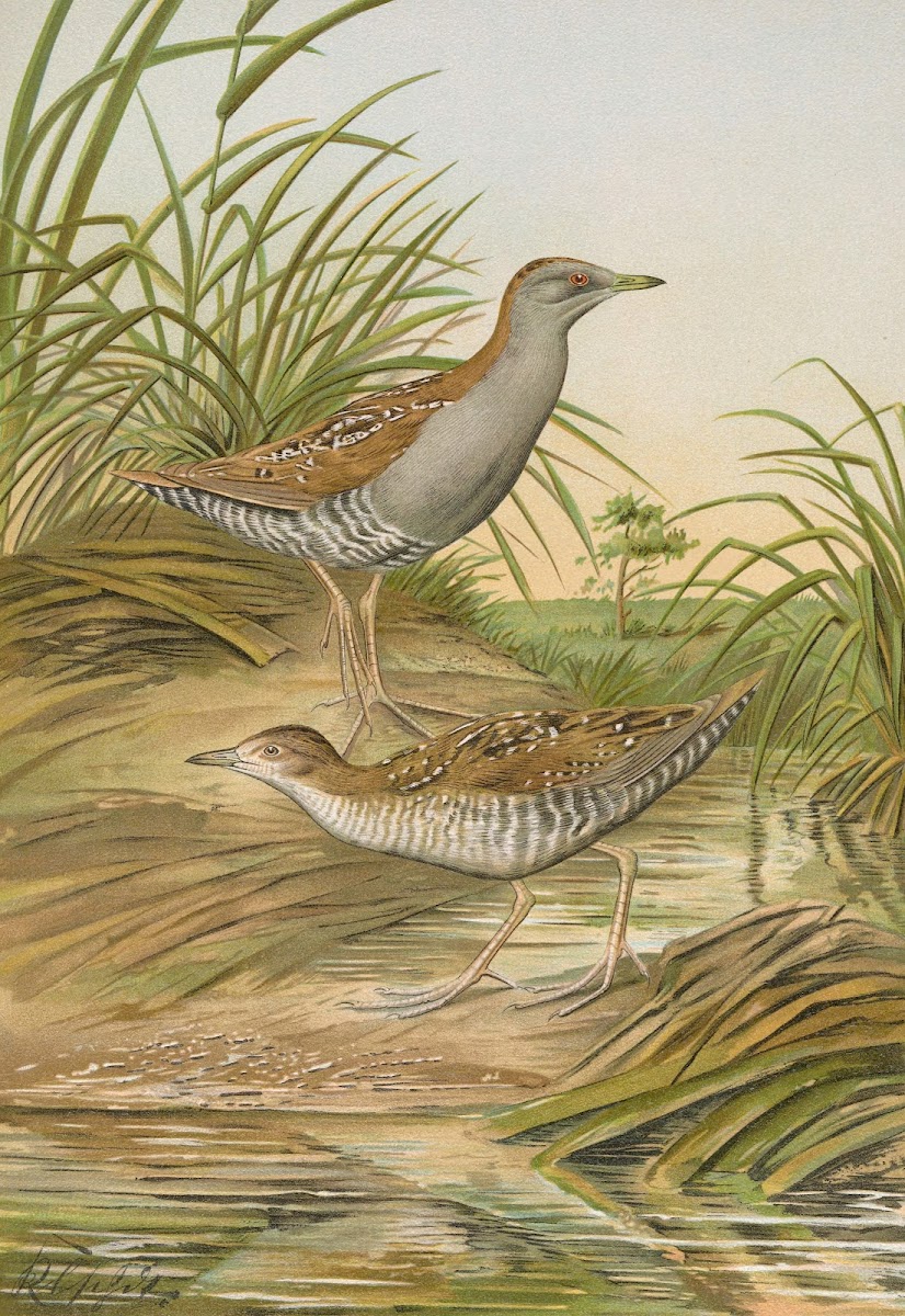 Ortygometra pusilla Pall