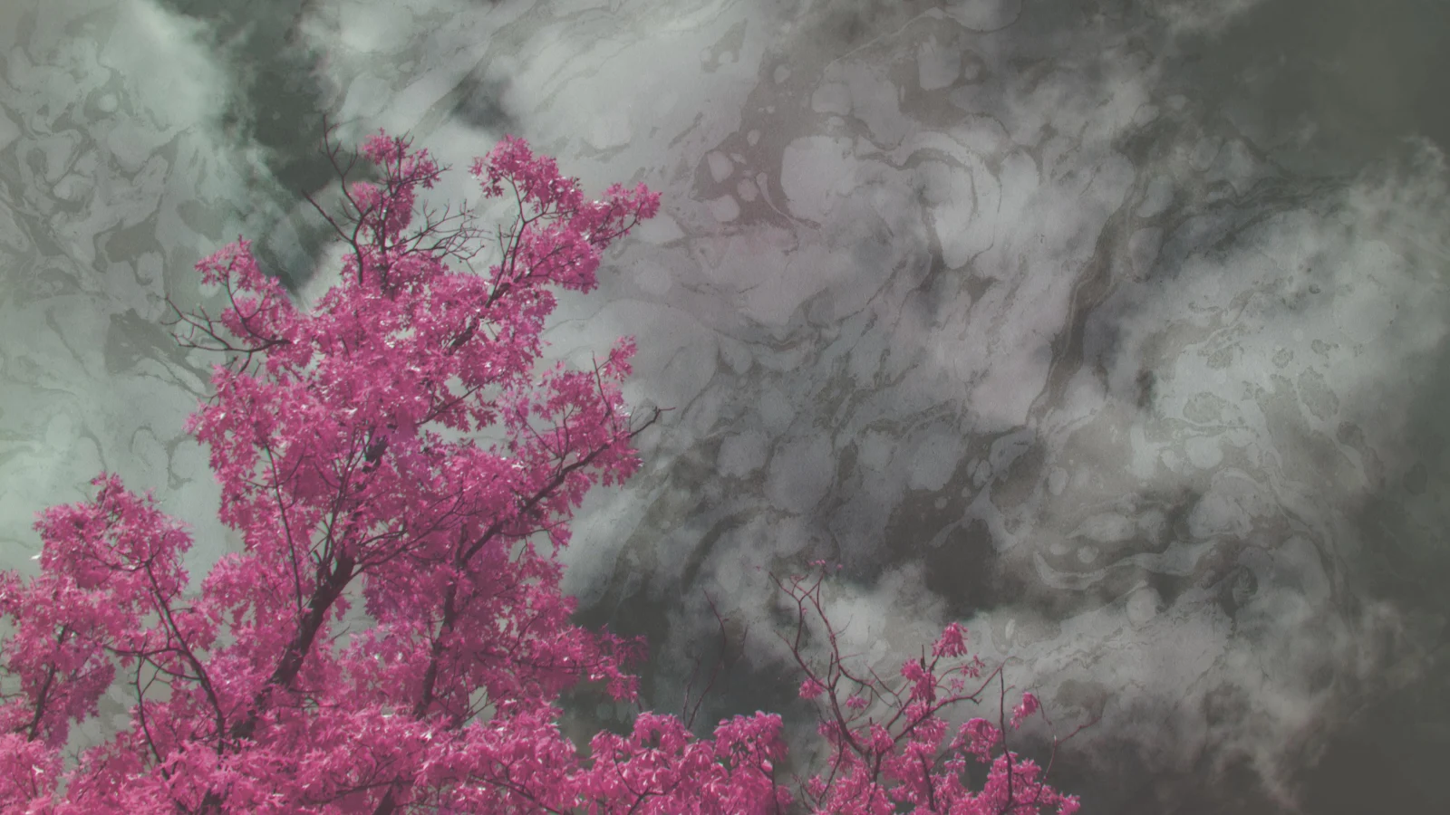 Surreal Magenta Tree Canopy - Surreal Photography 4K Wallpaper (3840x2160)