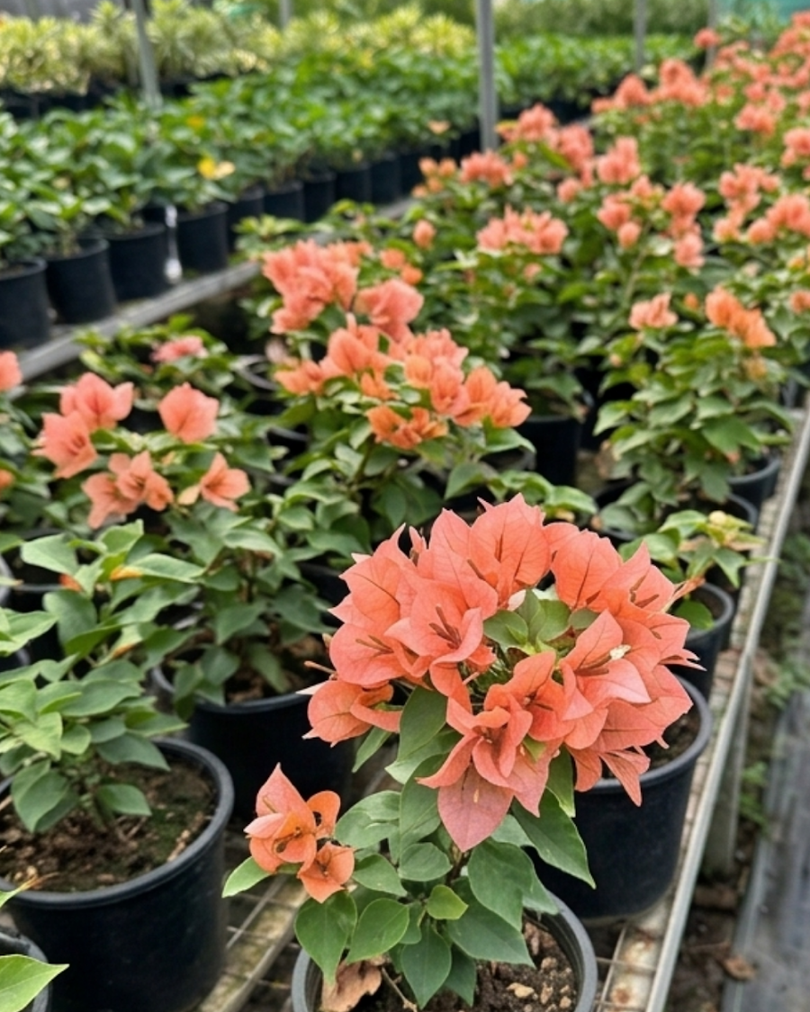 Imported Brezza Peach Bougainvillea Plant — view 5