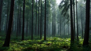 Forest Wallpaper