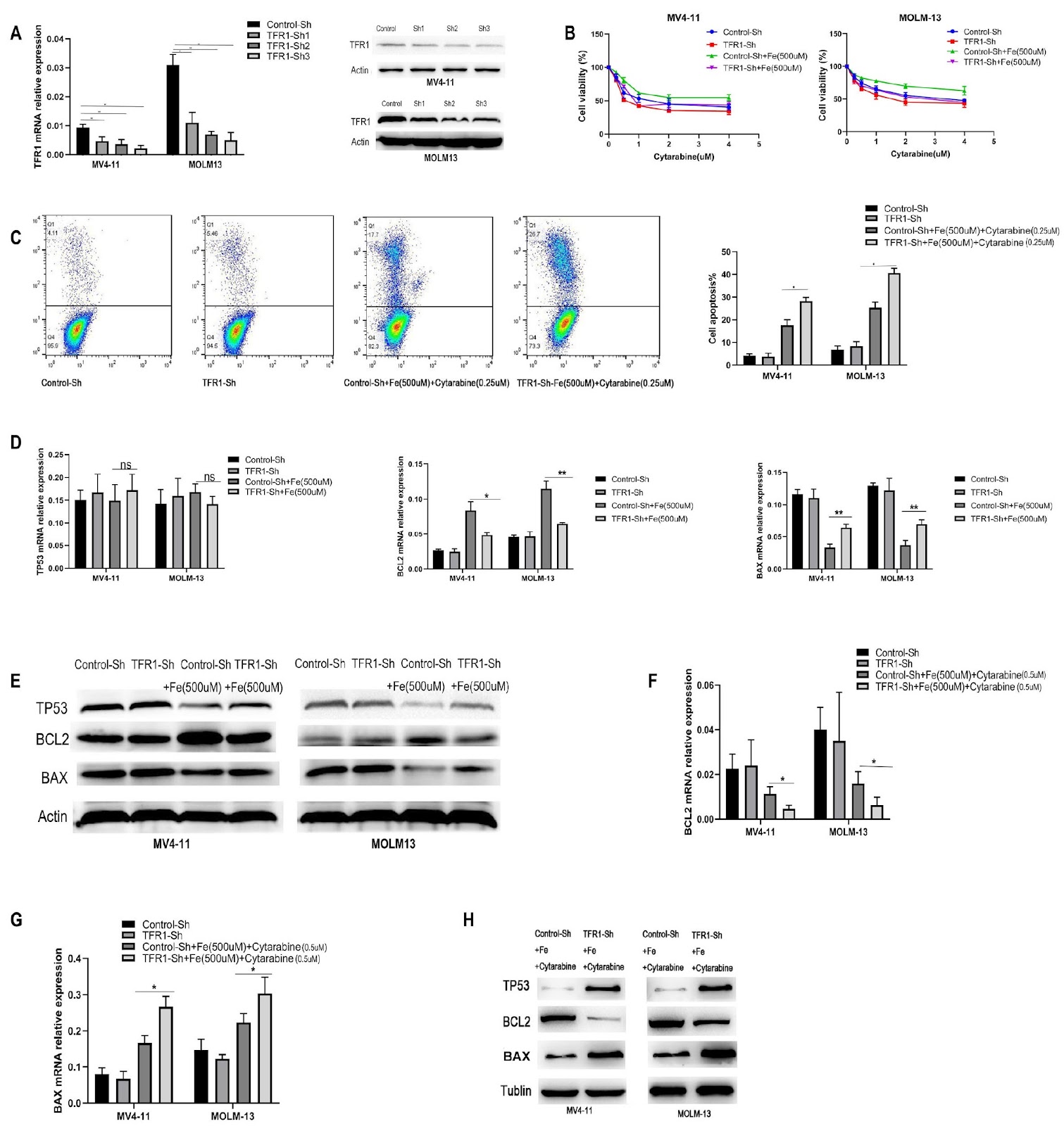 Iron overload mediates cytarabine resistance in AML by inhibiting the TP53 signaling pathway