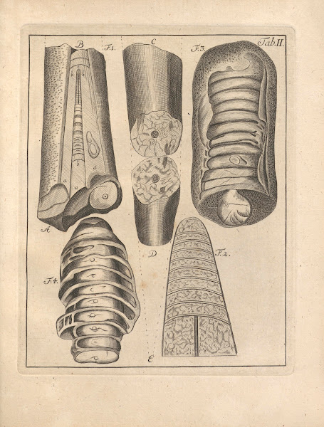 Descriptiones Tubulorum Marinorum Descriptions of Marine Tubes Pl02 1731