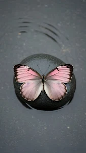Pink and White Butterfly on Dark Zen Stone