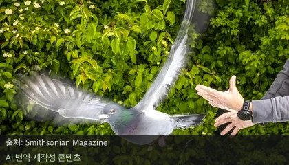 비둘기 길 찾기 - 비둘기 길 찾기 비밀은 간? 놀라운 항법 능력의 정체