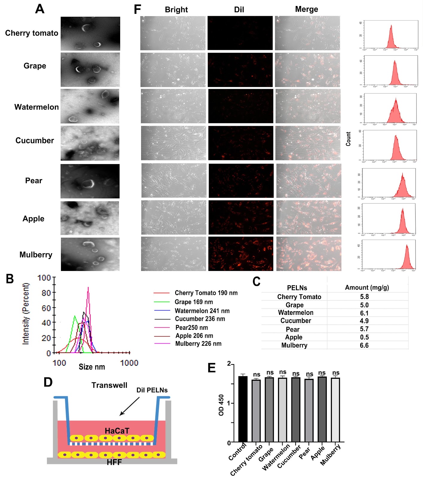 Effective resistance to UVB-induced skin damage through the encapsulation of chebulinic acid in mulberry-derived exosome-like nanoparticles