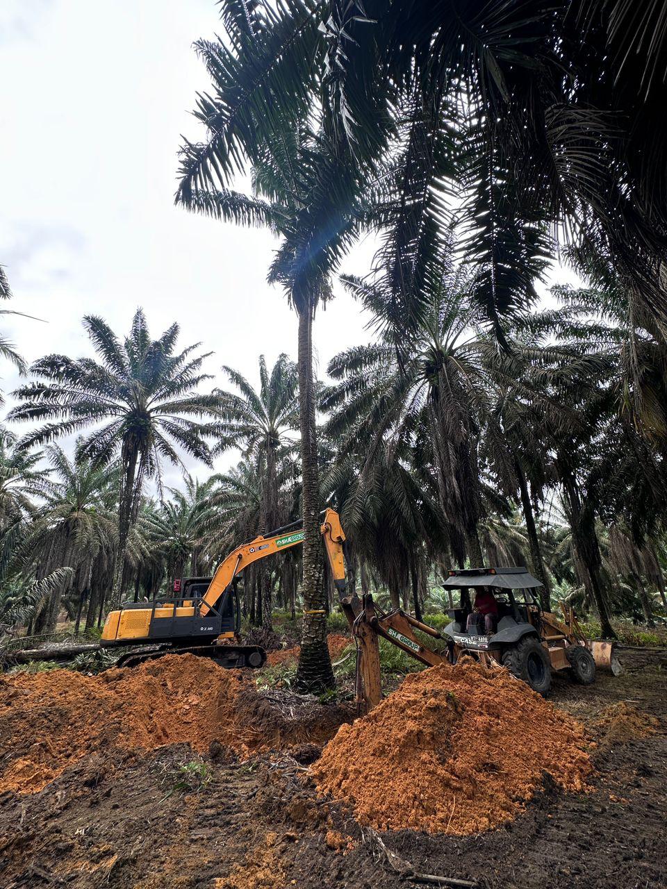 Membaringkan Pokok Biakbaka