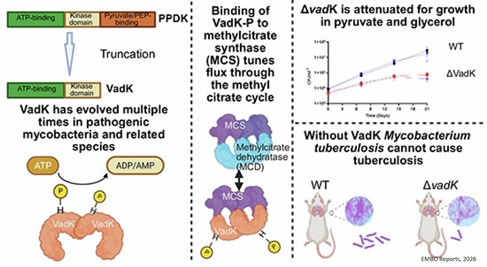 Mycobacterium tuberculosis VadK is required for the regulation of the methylcitrate cycle and virulence