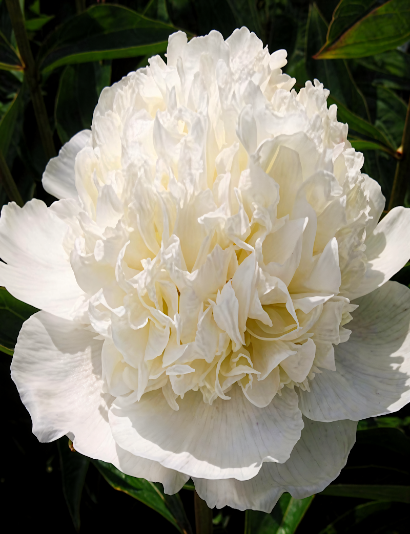 Peonia Paeonia lactiflora Lancaster Imp in piena fioritura, fiori rosso rubino