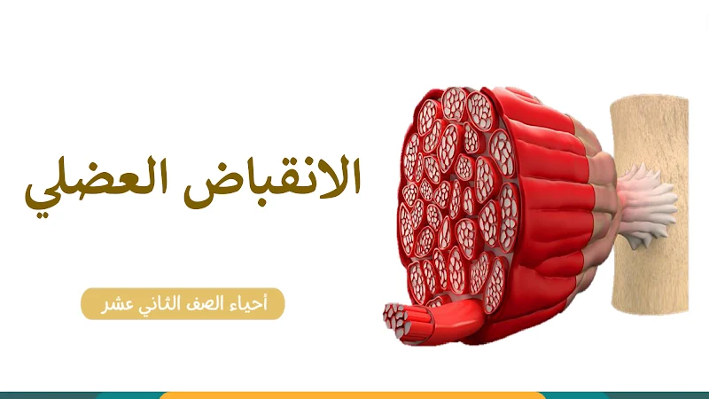 صورة الغلاف