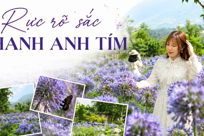 Rực rỡ sắc thanh anh tím - Báo Lào Cai