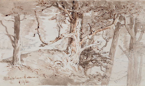 Birches on the Mararoa 1866