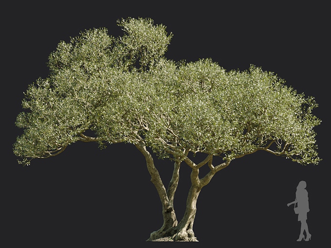 Maxtree - Plant Models Vol.113