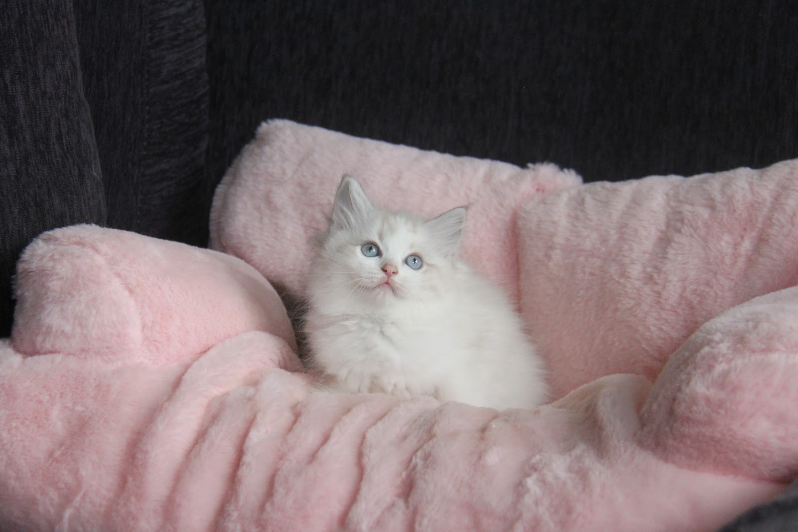 11/7出生 高端優質山貓紋布偶貓妹妹