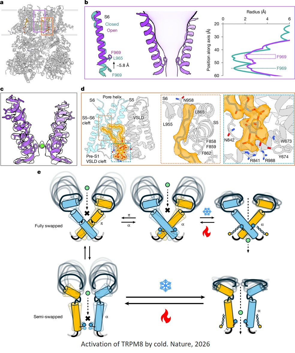 Structural energetics of cold sensitivity