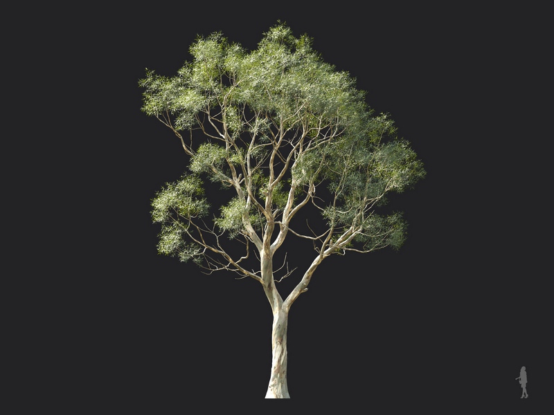 Maxtree - Plant Models Vol.124