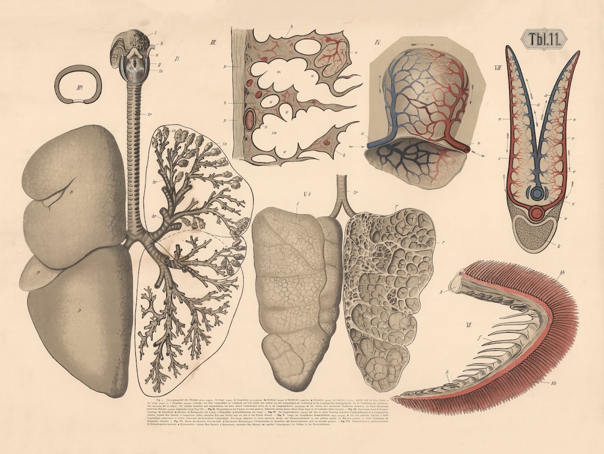 Respiratory organs of mammals 1882