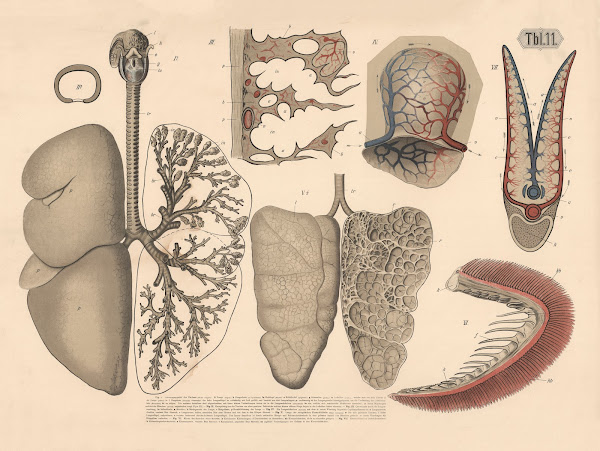 Respiratory organs of mammals 1882
