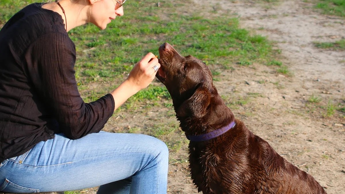 펫보험 가입 시 보험료 절약을 위한 맞춤형 상품 선택 기준