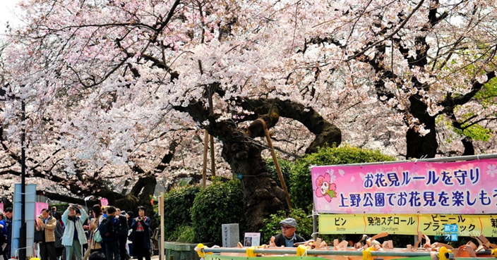 熱爆娛樂 日本人不避疫情堅持到上野公園賞櫻