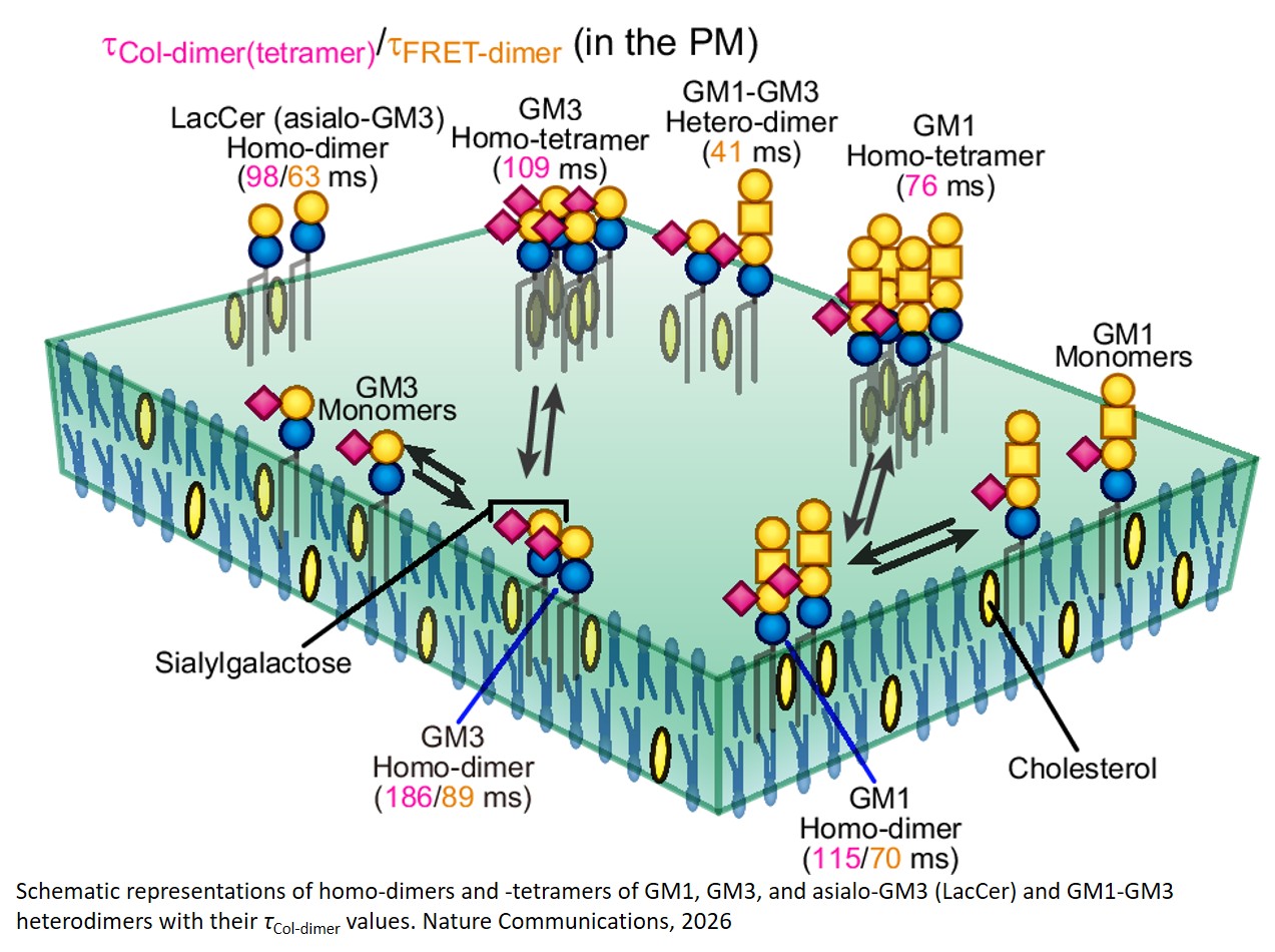 Cis glycan–glycan interactions organize membrane nanodomains that tune receptor signaling
