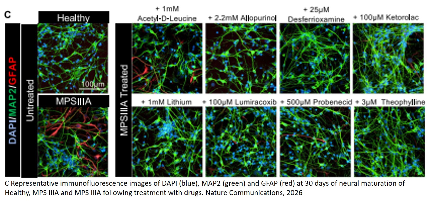 Drug screen and machine learning predict neuroprotective agents in a preclinical human model of childhood dementia