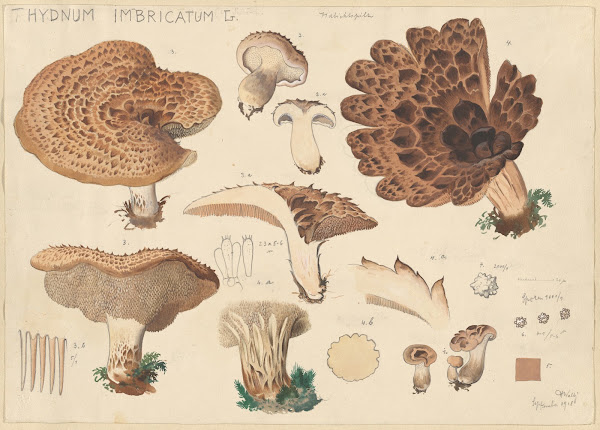 Hydnum imbricatus L 1915 1945
