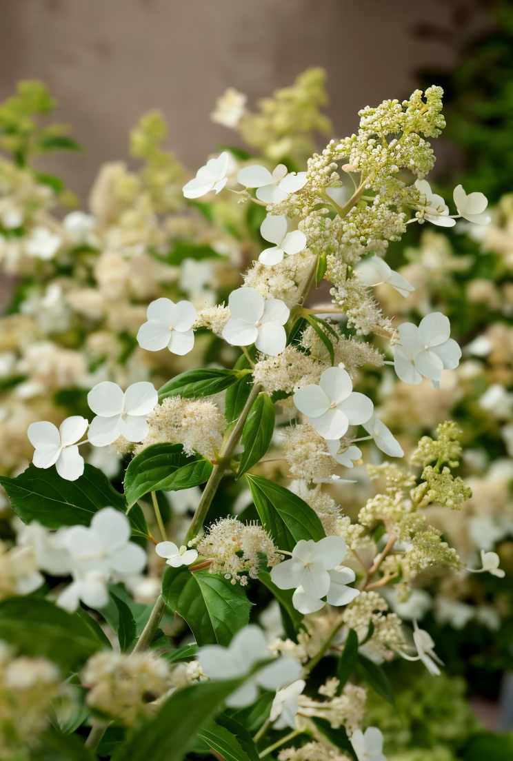 Hydrangea paniculata 'Kyushu' con grandi fiori bianchi nel giardino
