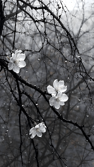 Monochrome Cherry Blossoms, Dark Branches Raindrops - Free mobile Wallpaper
