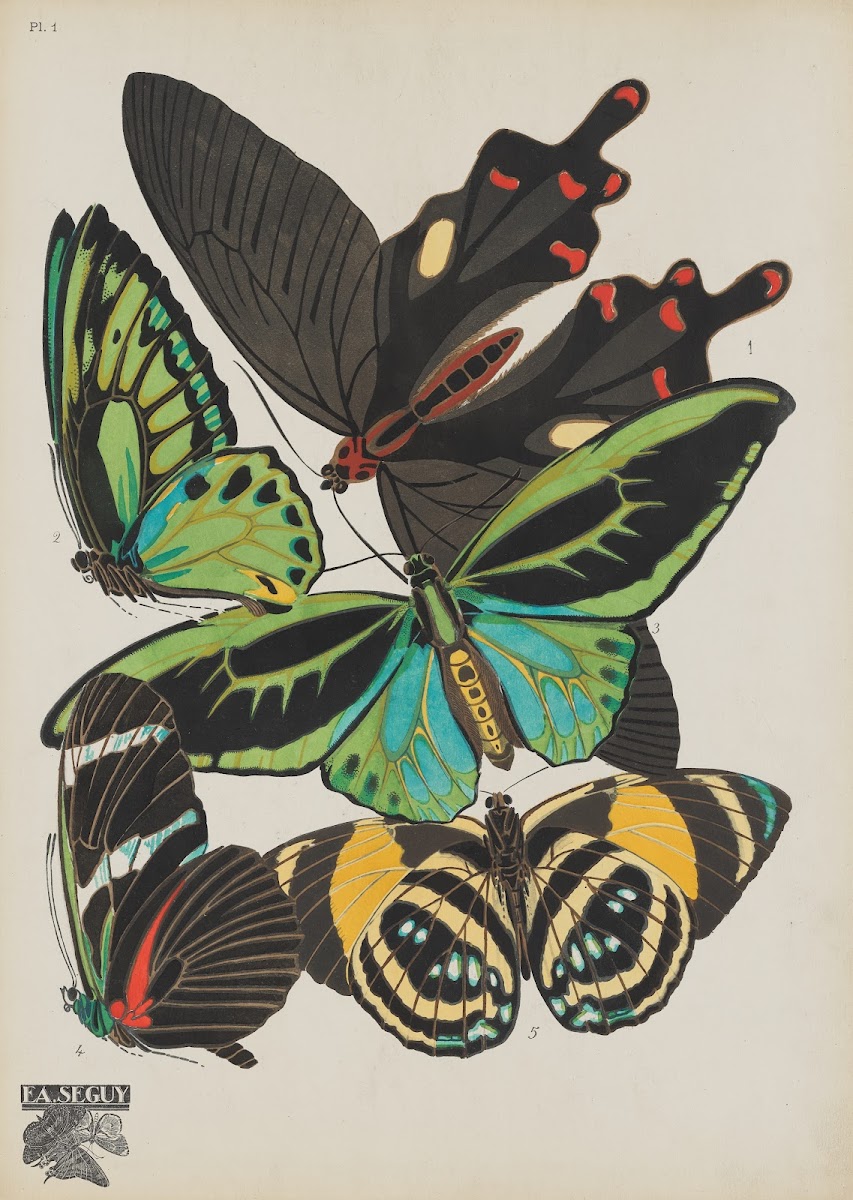 Papillons Pl01 1920