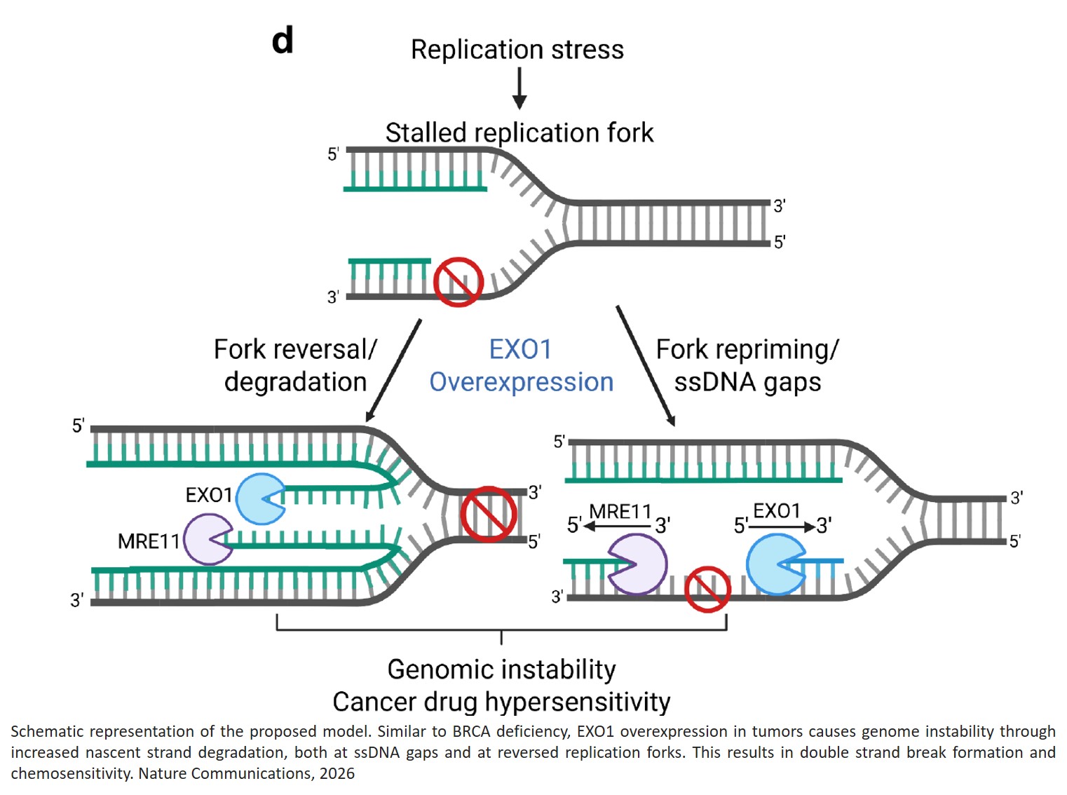 The nuclease EXO1 promotes genomic instability by degrading nascent DNA in BRCA-proficient cells